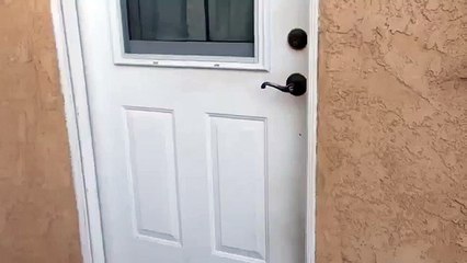 Dog Excited to See Owner