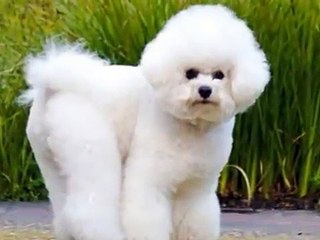 Toda a fofura do Bichon Frise. Bichon à Poil Frisé.