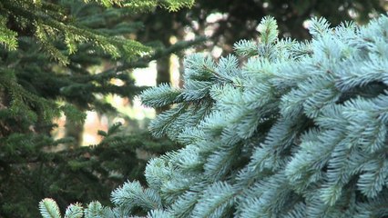 D'où viennent les sapins de Noël ?
