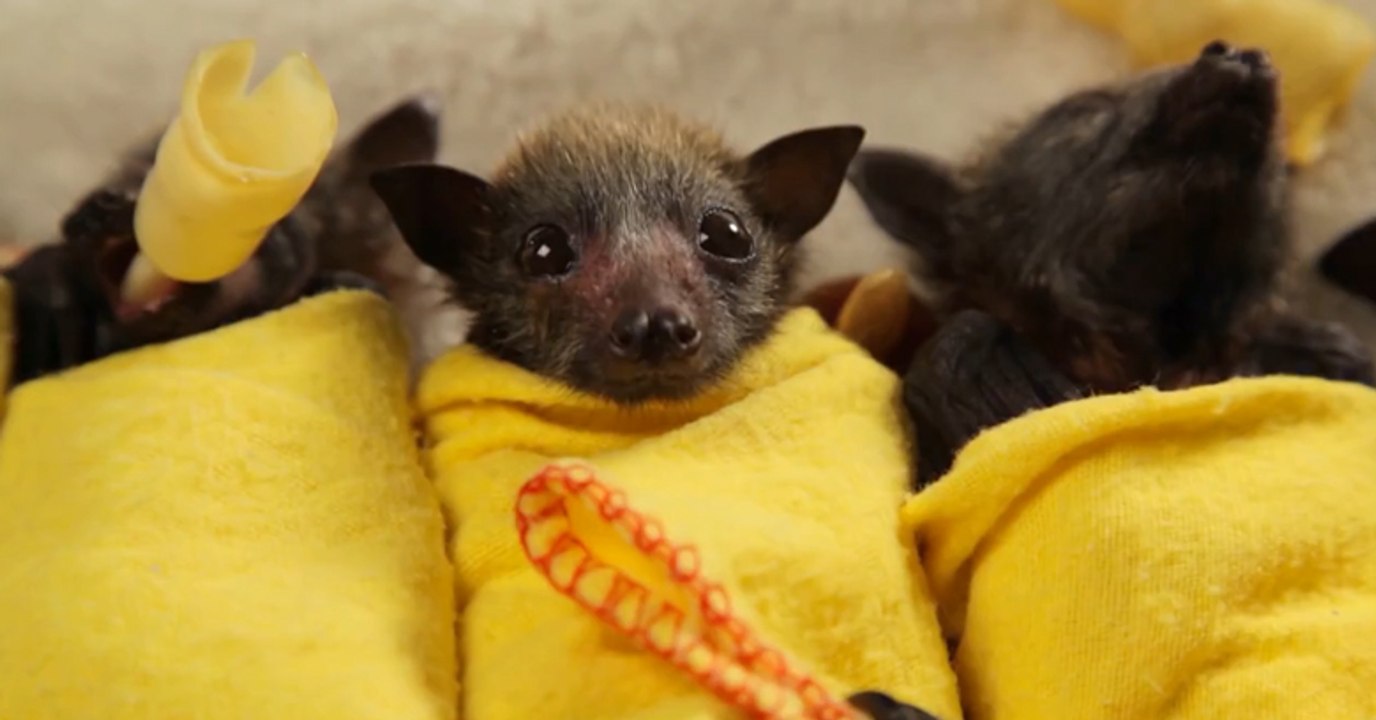These Baby Bats Will Totally Steal Your Heart!