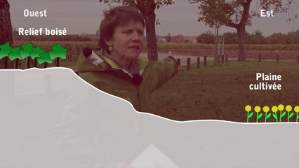 Lecture du paysage viticole (extrait)