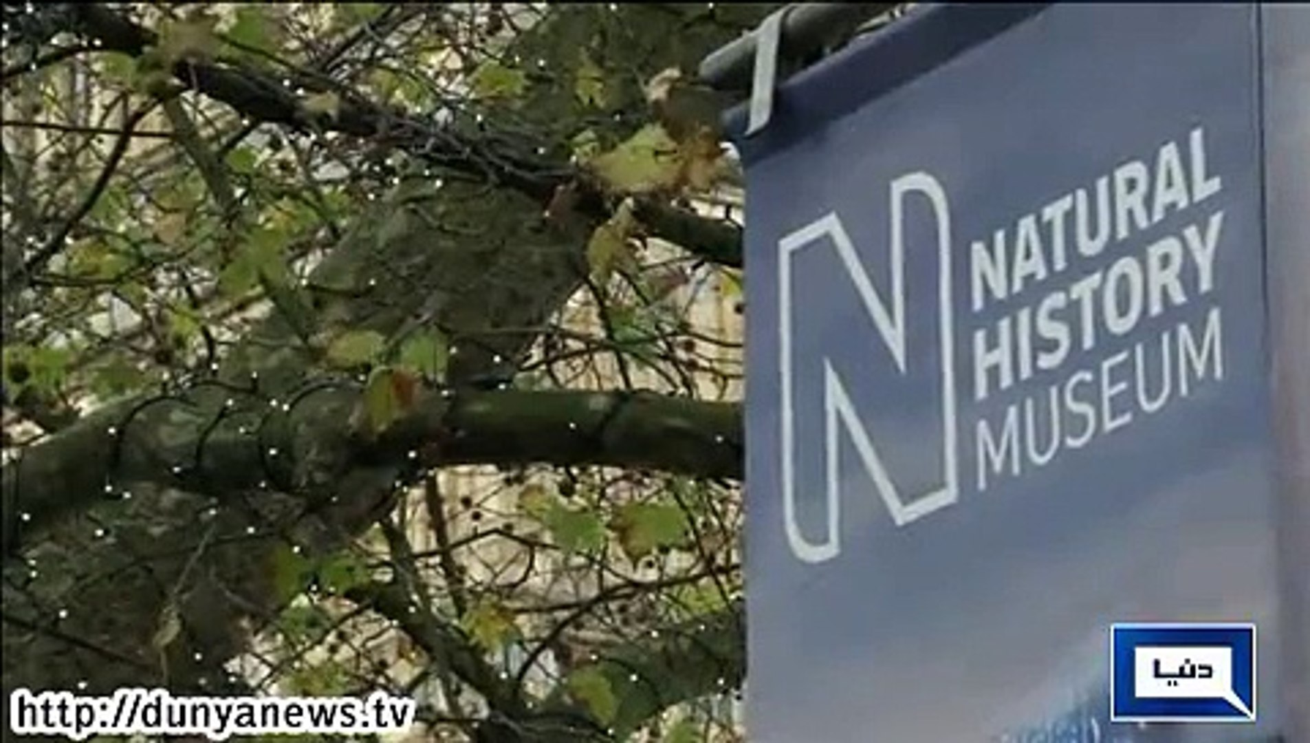 Dunya News - UK: Stegosaurus structure displays at Natural History Museum