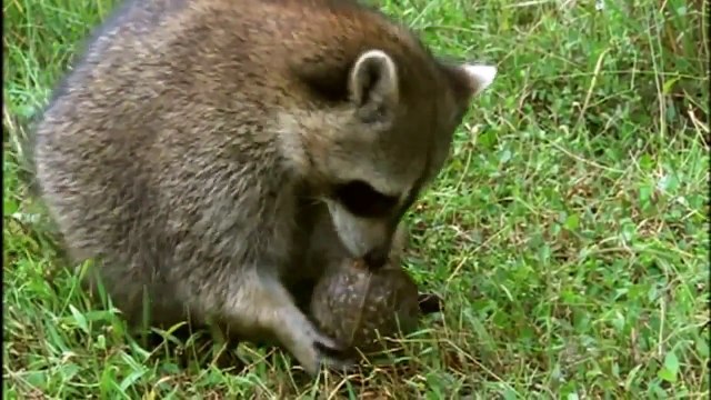 Turtles and Giant Tortoises Full Nature Wildife Documentary HD mating, hatching Discovery