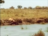 Intelligent Animals; HYENAS Eating, Mating, Laughing Full Nature Wildlife Documentary