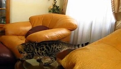 Малыш бенгал