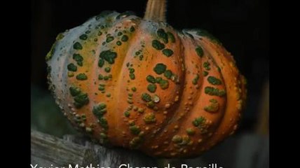 Xavier Mathias aime ses courges - 3