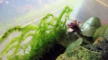 Geosesarma sp. Carnaval/Vampire