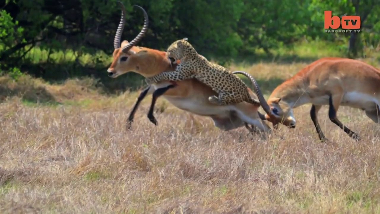 Leopard Attack Antelope during duel