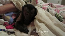 Sleepy monkey cuddles with dog before bed