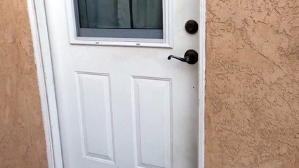 Un chien très content de revoir son maitre