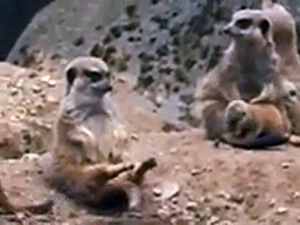 Drôle ! Il lutte le suricate