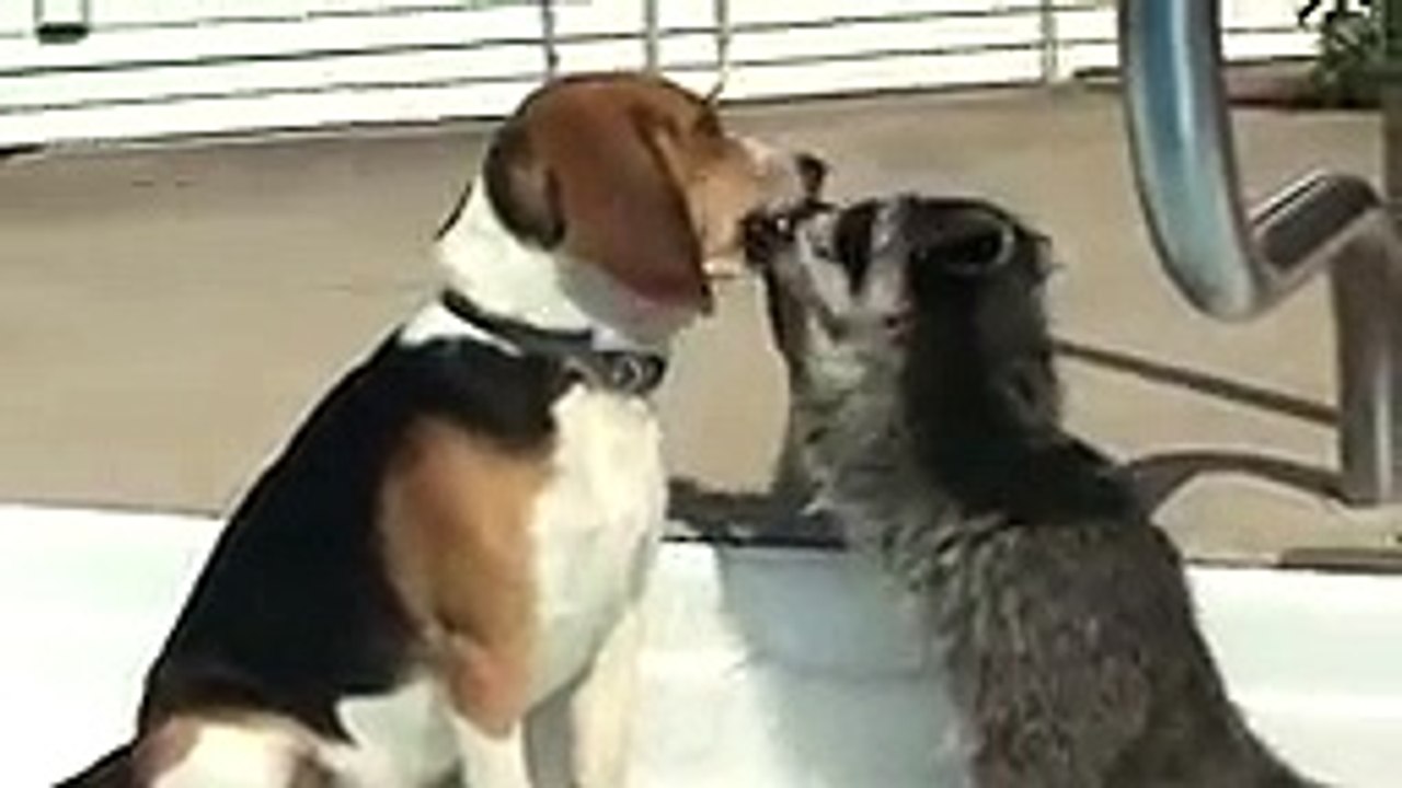 animaux amoureux ^^
