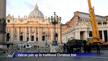 Vatican puts up its traditional Christmas tree