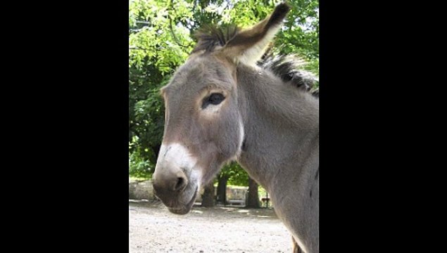 Philippounet chante le petit âne gris