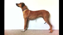 Dog Grows. From 2 month to 3 years old Rhodesian Ridgeback Time-lapse.