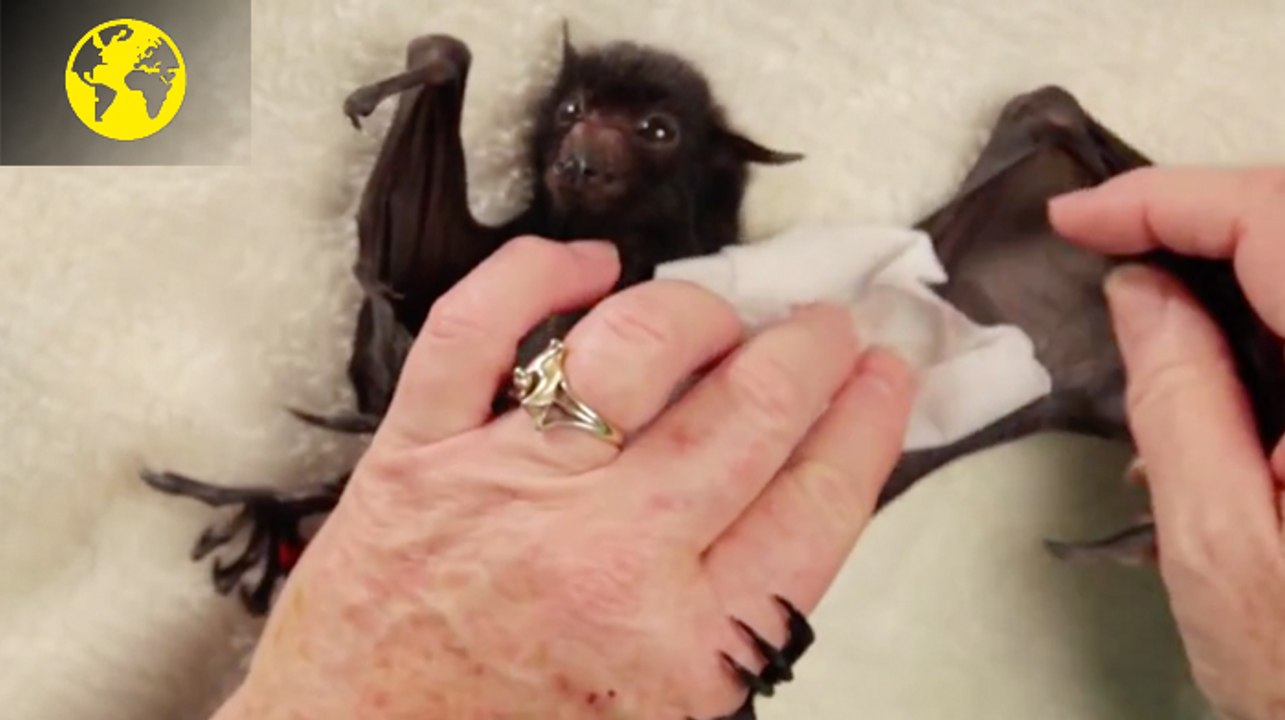 Un avion poussé par ses passagers, des robots pour les nuls et des bébés chauves-souris, tour du monde des vidéos de la semaine