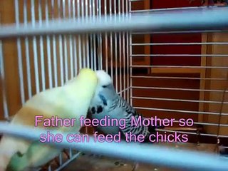 New born baby Budgies chicks 1 day to 5 weeks with titles fibroz