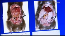 ORF Weltjournal: Giftiger Fisch – Die große Gesundheitslüge