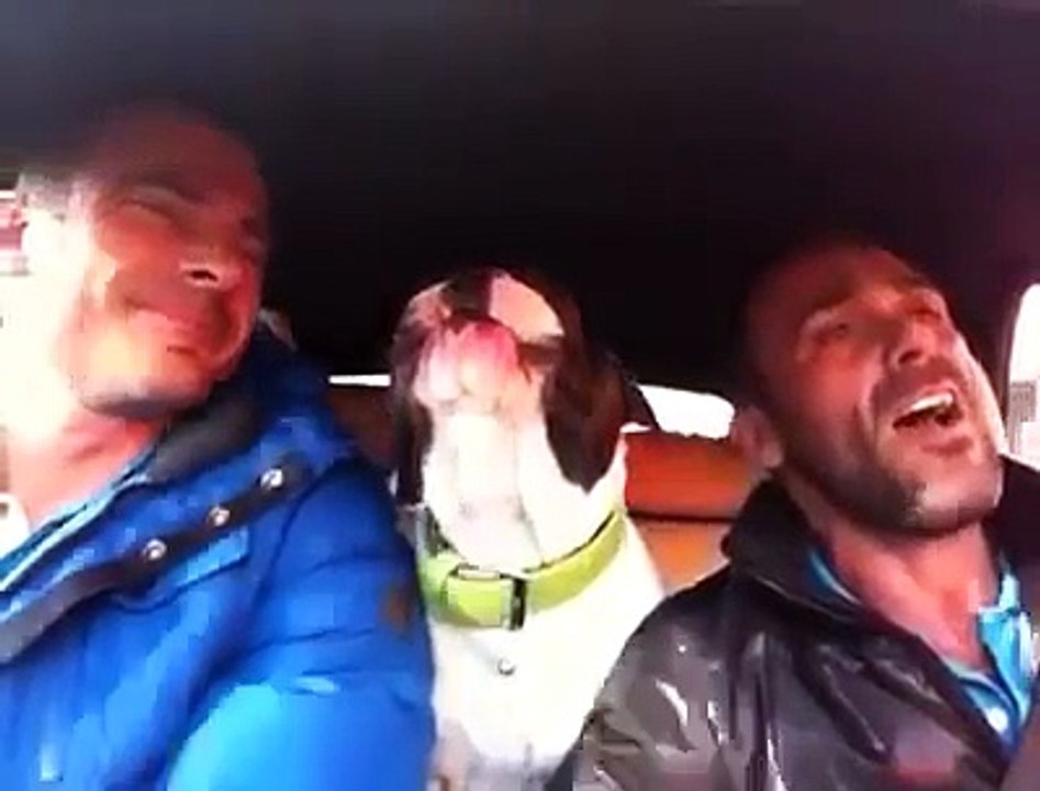 Un chien chante You raise me up en voiture