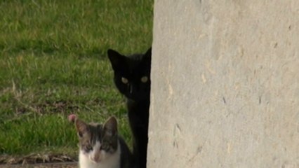 Alerta envenenamiento masivo de gatos en Luarca
