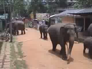 SriLanka - part 2 (L'orphelinat des éléphants)
