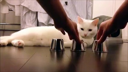 Cat Always Makes a Right Choice _) - Most Funny Videos