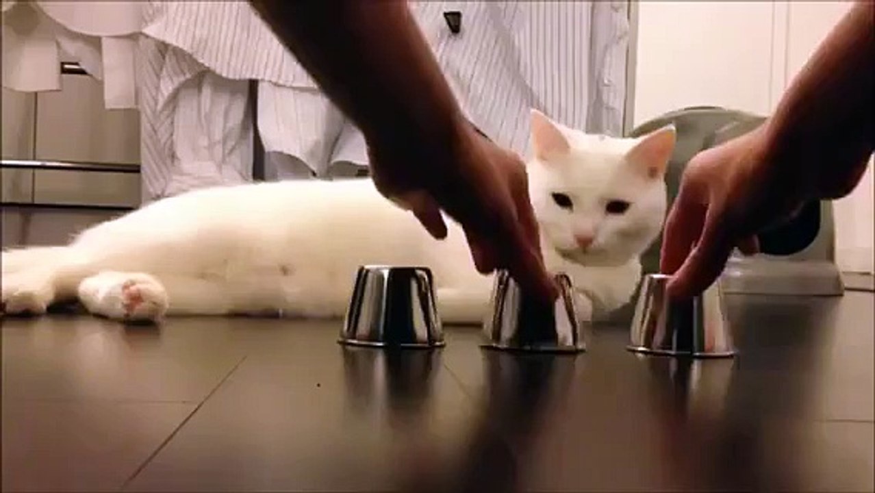 Cat Always Makes a Right Choice _) - Most Funny Videos