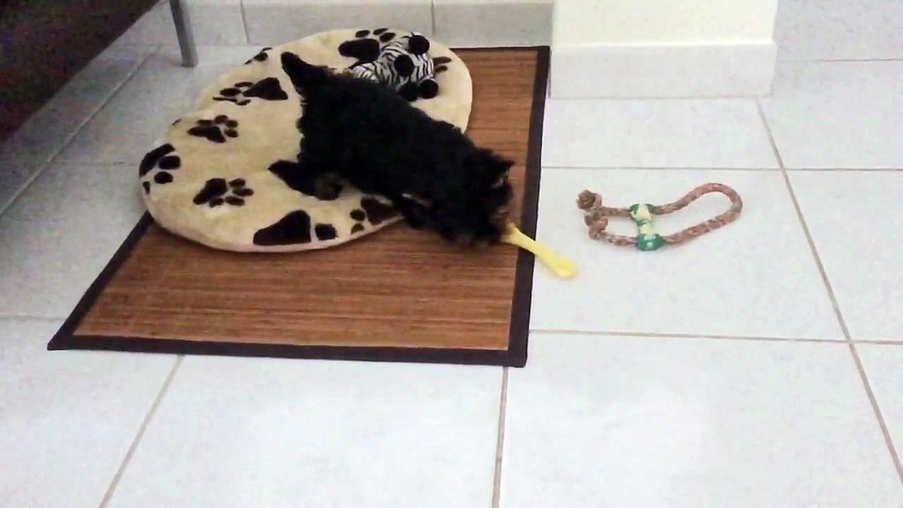 Quelques heures après l' arrivée d' ASLAN chez ses nouveaux maîtres !