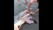 Il ouvre le ventre d'un requin mort et sort 3 bébés