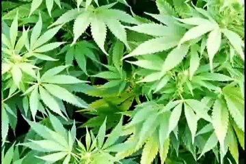 What If Cannabis Cured Cancer