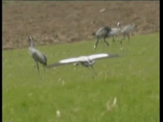 Les grues cendrées.