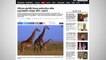 Conservationists Say African Giraffes Are On The Brink Of Extinction