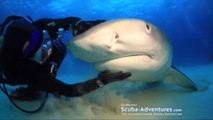 15-Foot Shark Loves Getting Head Pats and Chin Rubs