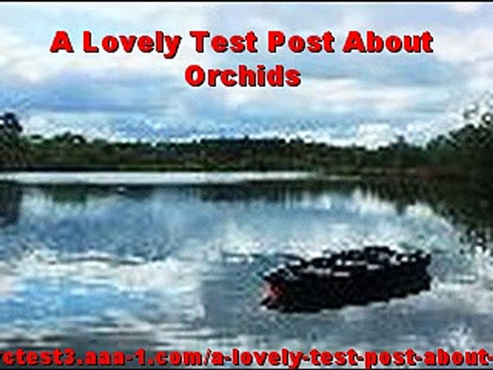 A Lovely Test Post About Orchids