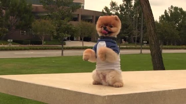 Meet Jiff: Katy Perry's Mega-Cute Pomeranian Co-Star