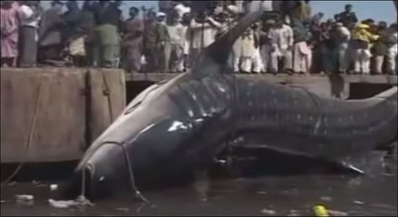 Un des plus grand requin baleine jamais trouvé !!