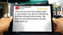 Tree Service Miami Excel Tree Service, Inc. Miami         Impressive         5 Star Review by Jose C.