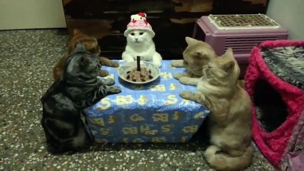 Birthday Concert    Heaviest Birthday Party    Sing The Birthday Song