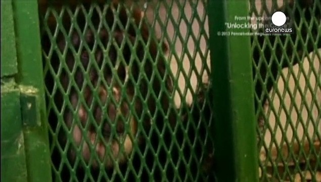 Tribunal decide que primatas não têm direitos humanos