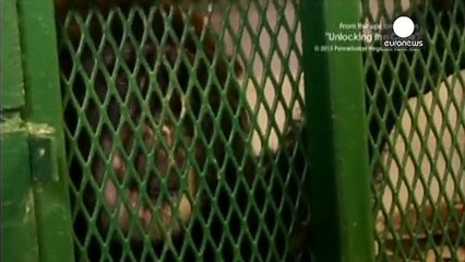 ΗΠΑ: «Οι χιμπατζήδες δεν είναι άνθρωποι»