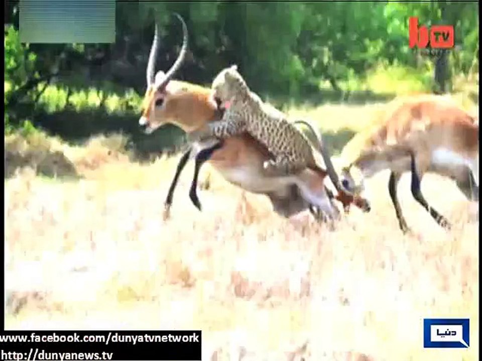 tiger attacks on both