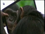Inteligencia primate: Consciencia (Test del espejo)