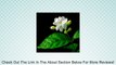 Hirt's Arabian Jasmine Plant - Maid of Orleans - Fragrant Review