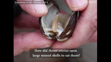 Comment l'homme de Java ouvrait les coquillages © PACEA