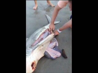 3أسماك قرش تخرج حية من بطن أمها الميتة