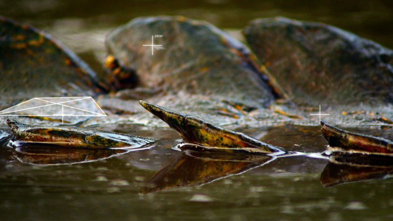 NATURE Le Crocodile du Nil VF