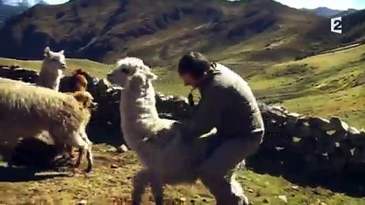 Un lama crache sur Arthur dans Rendez-vous en terre inconnue