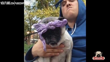 Funny Pug Vines Compilation 2014