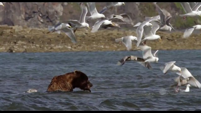 Disney Nature's BEARS Trailer (2014)