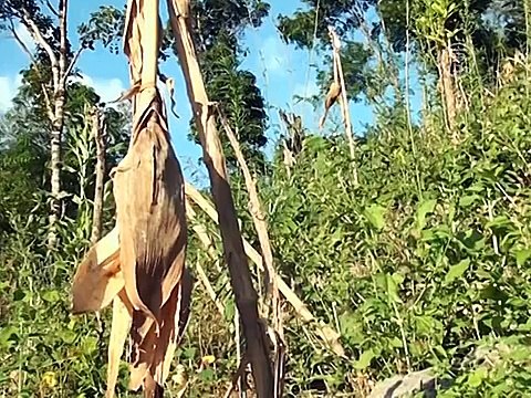 Гондурасу грозит голод из-за засухи